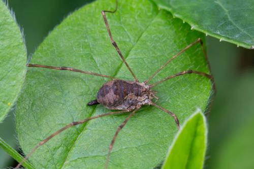 Bunochelis spinifera